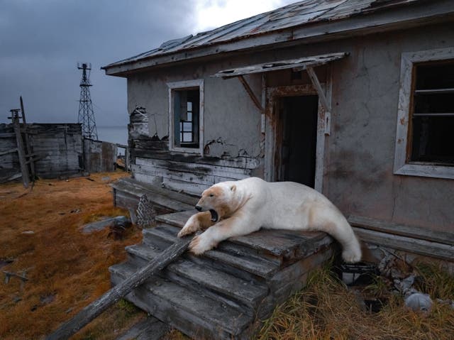 RUSIA-OSOS POLARES-FOTOS