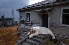 AP Fotos: osos polares se apropian de una estación de investigación rusa abandonada