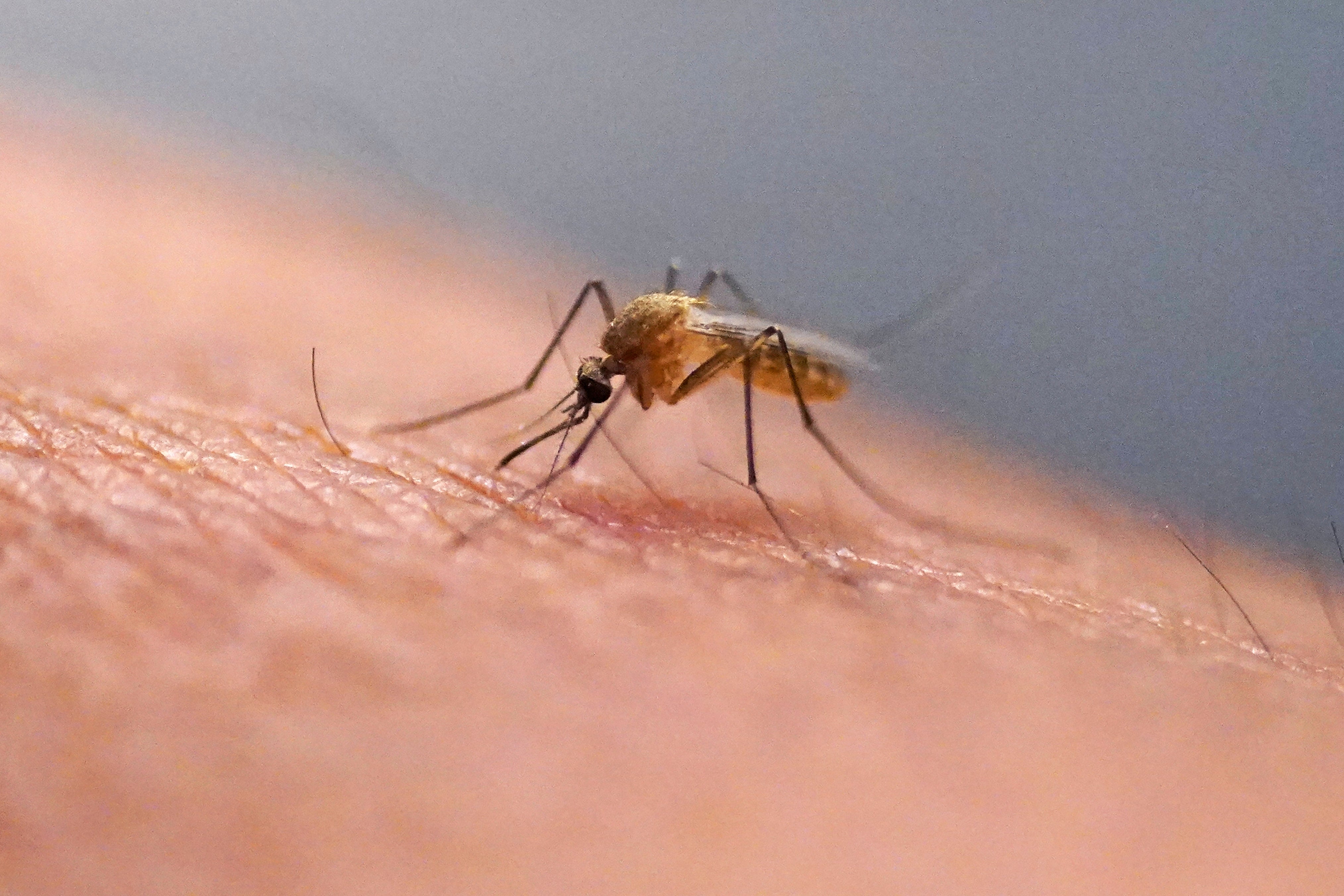 EEUU-CHIKUNGUNYA