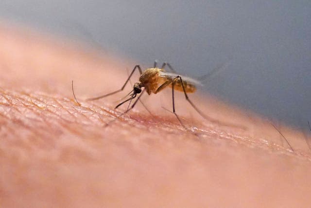 EEUU-CHIKUNGUNYA