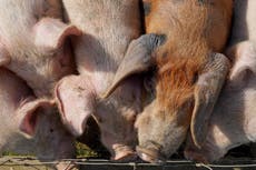 Brote de peste porcina en España se atribuye a un “sándwich de salchicha contaminado”