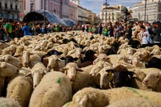Madrid se llena de ovejas y cabras en un festival que celebra el patrimonio rural