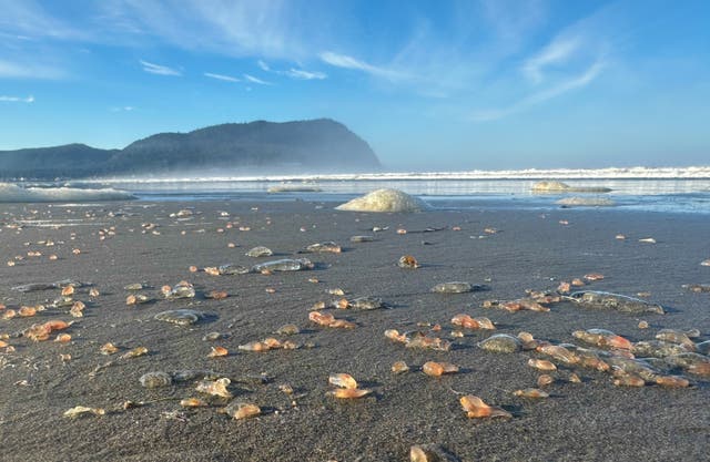 OREGON-PEPINOS MARINOS