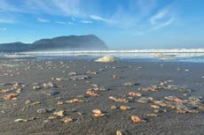 Miles de pepinos de mar llegan a la costa de un pueblo de Oregon