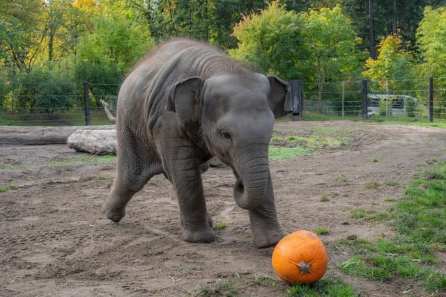 ZOO-ELEFANTE-CALABAZA