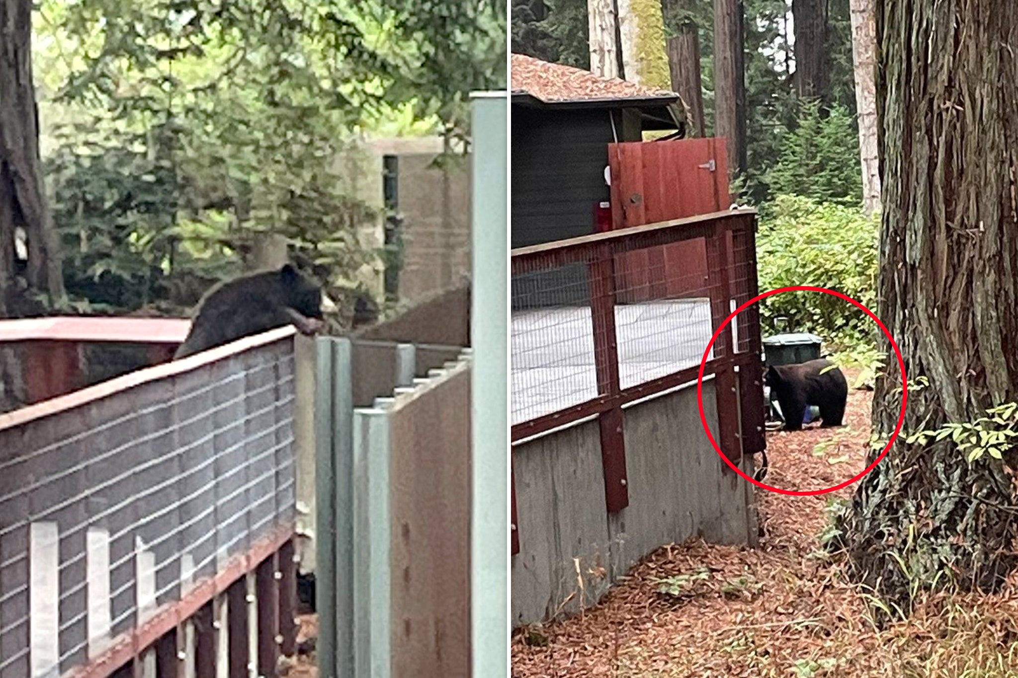Un oso negro americano salvaje entró en el zoológico Sequoia Park, en California, EE. UU., la semana pasada, y saludó a los tres osos negros residentes