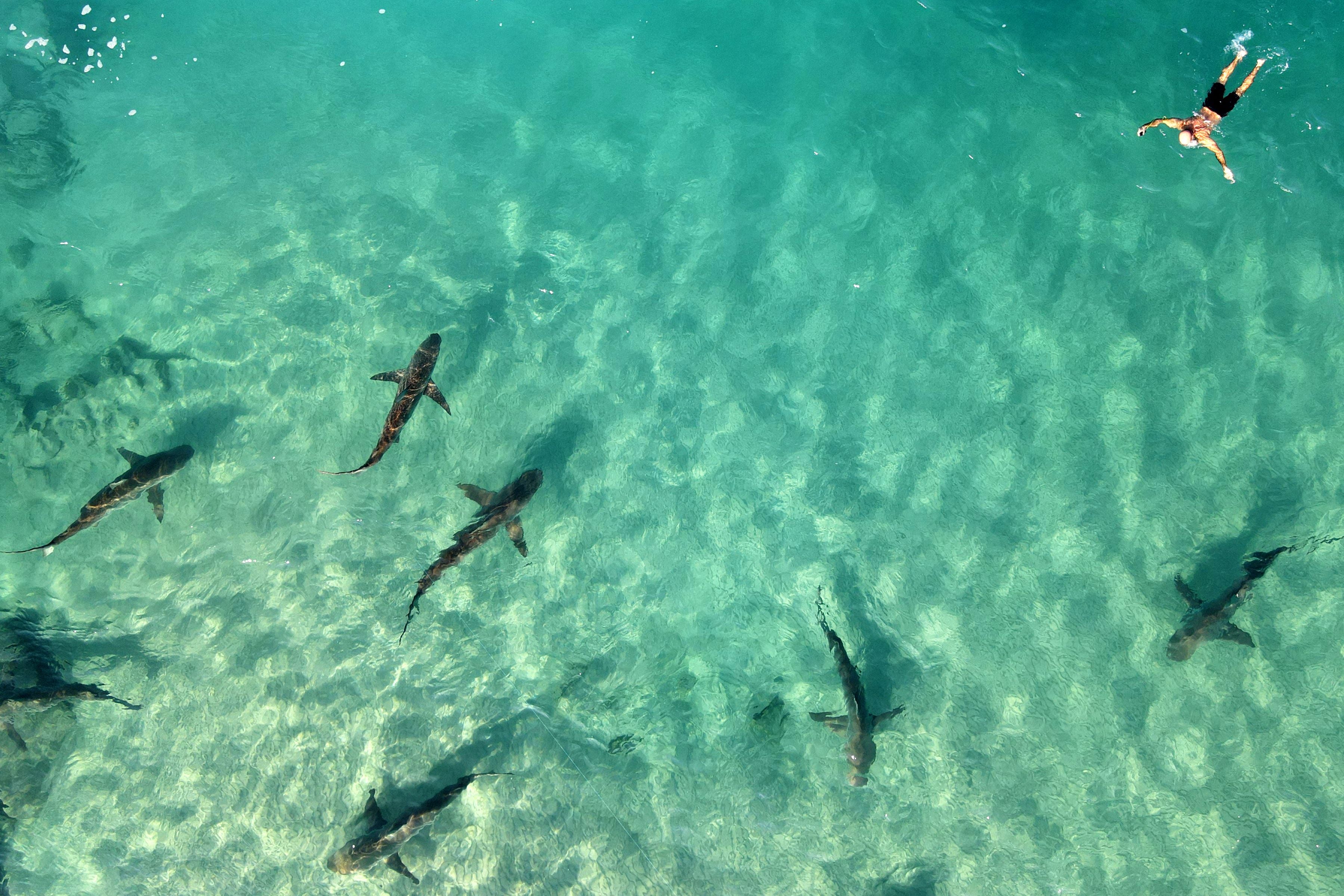 Un buzo libre nada junto a tiburones punta roma en el mar Mediterráneo, cerca de la ciudad costera de Hadera, en el norte de Israel. En esa zona, decenas de tiburones punta roma y tiburones grises se han reunido frente a la costa, atraídos por las aguas más cálidas del Mediterráneo, una condición generada por la actividad de la planta de energía Orot Rabin