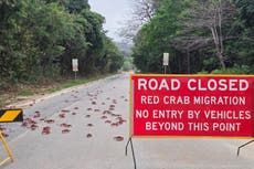 Vecinos de la Isla de Navidad usan herramientas de jardín para proteger a millones de cangrejos