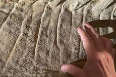 Momias de dinosaurios ayudan a científicos a recrear sus vidas prehistóricas