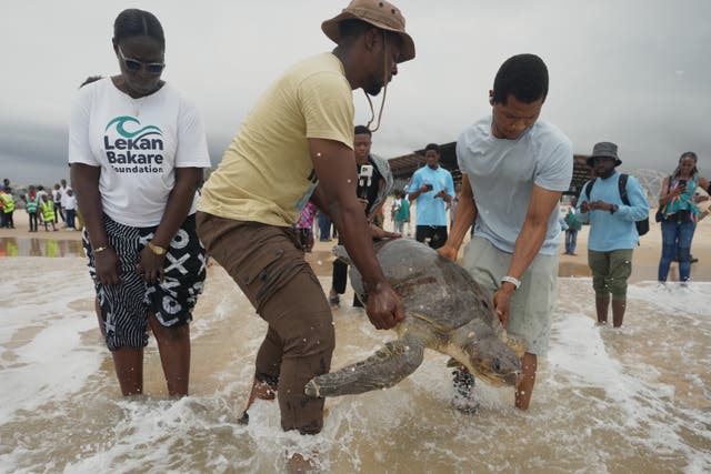 AFR-GEN NIGERIA-TORTUGAS MARINAS-RESCATE