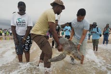 Grupo rescata tortugas marinas atrapadas en redes en ciudad costera de Nigeria y premia a pescadores