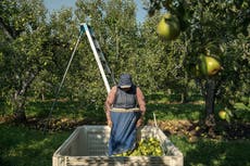 A medida que el calor se intensifica, trabajadoras agrícolas embarazadas enfrentan mayores riesgos