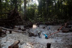 Operativo liderado por la Interpol contra crímenes ambientales deja 225 arrestos en América Latina