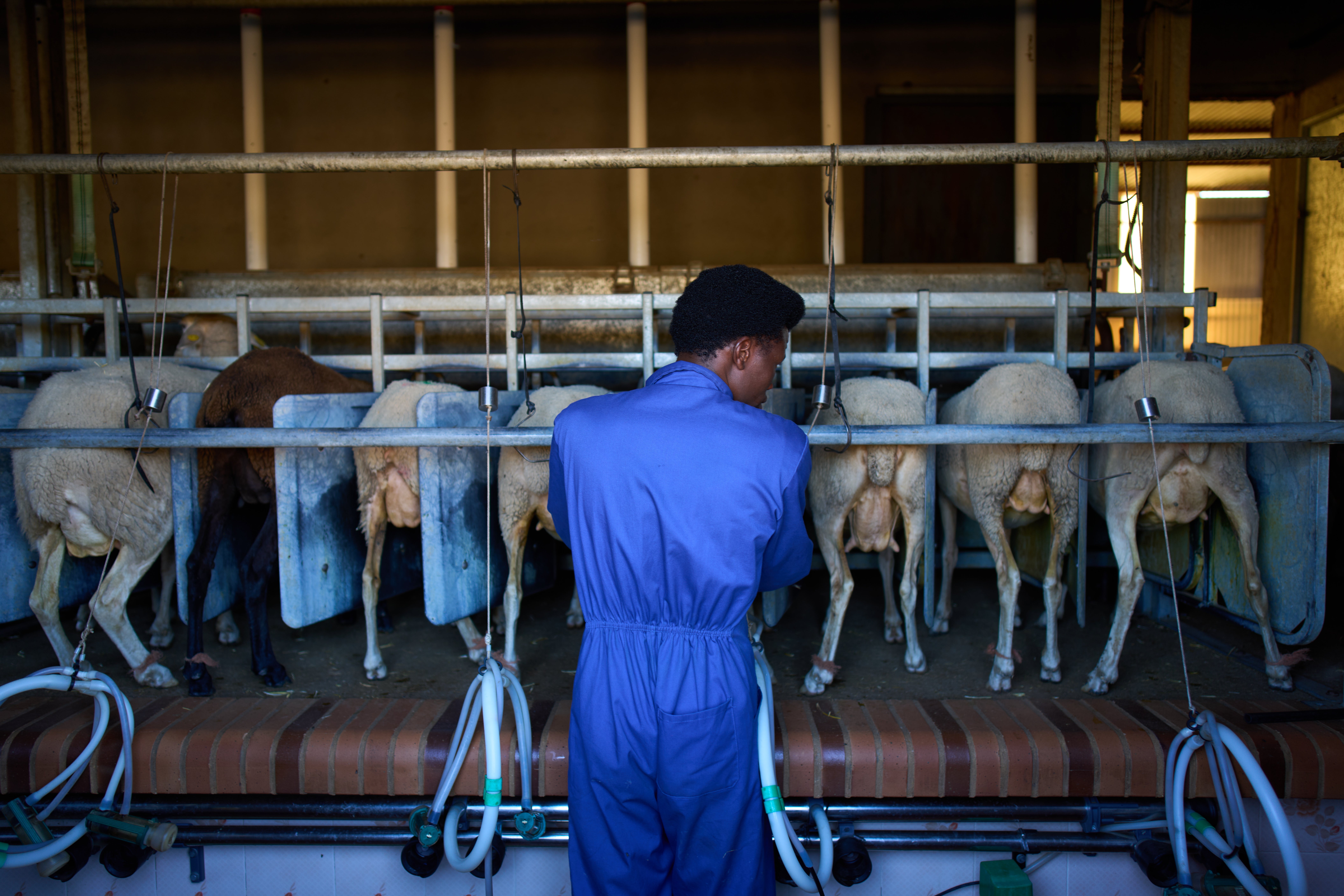 REP-INM ESPAÑA-MIGRANTES PASTORES