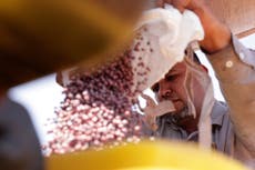 Agricultores brasileños aumentan producción de soja mientras China deja de comprarle a EEUU