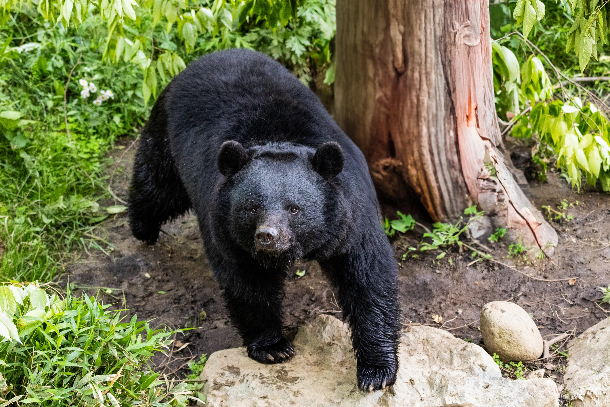 Primer plano de un oso negro en Iwate, en el norte de Japón