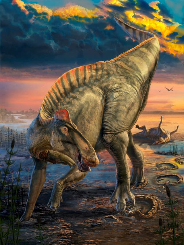 <p>Los restos de dos “momias” de dinosaurio halladas en Wyoming hace más de 100 años están tan bien preservados que aún conservan la piel y las pezuñas intactas, según informaron investigadores</p>