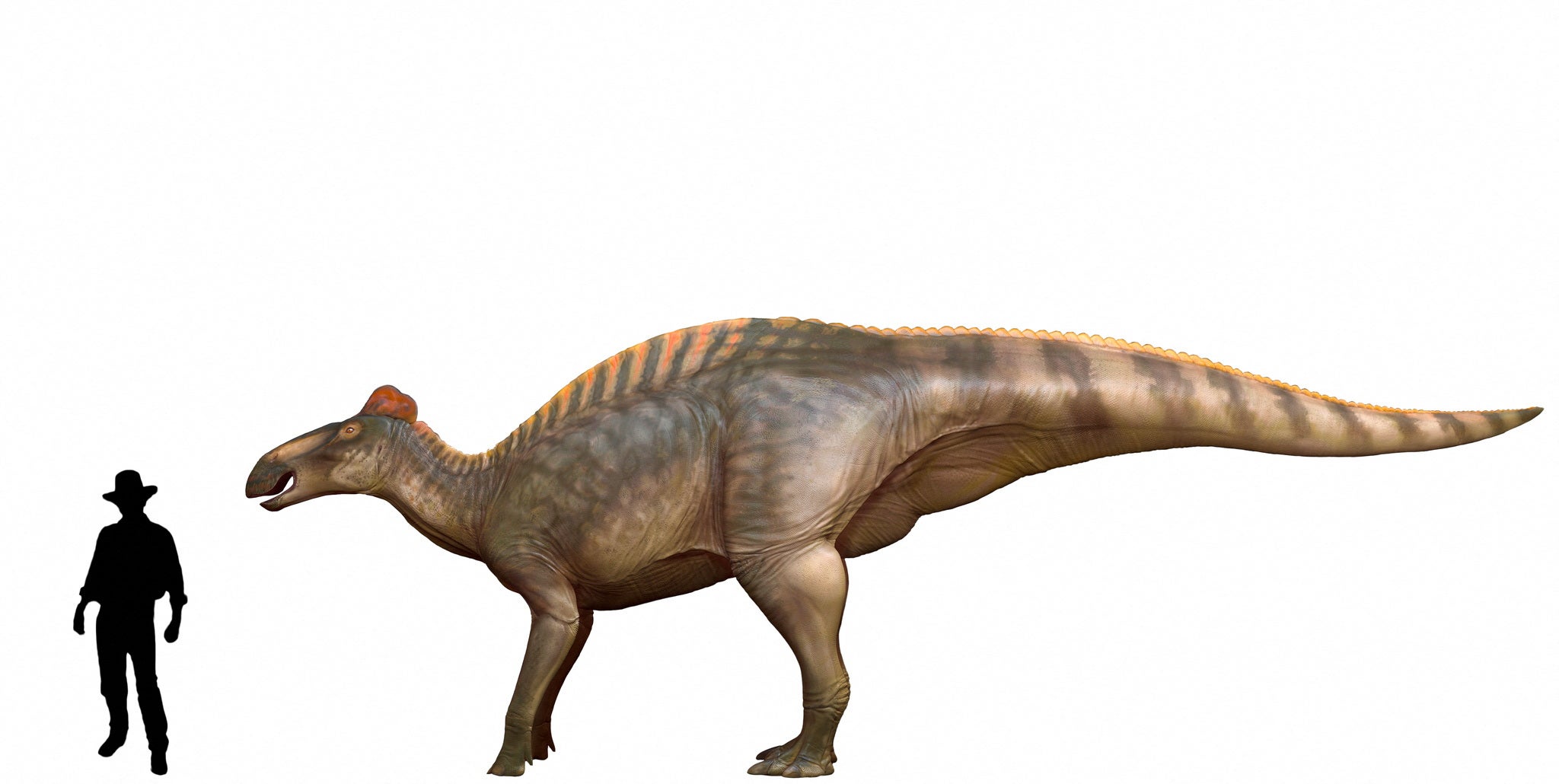 Imagen comparativa del tamaño entre un ser humano y un Edmontosaurus Annectens