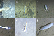Descubren especies adaptadas a las profundidades extremas del Anillo de Fuego japonés
