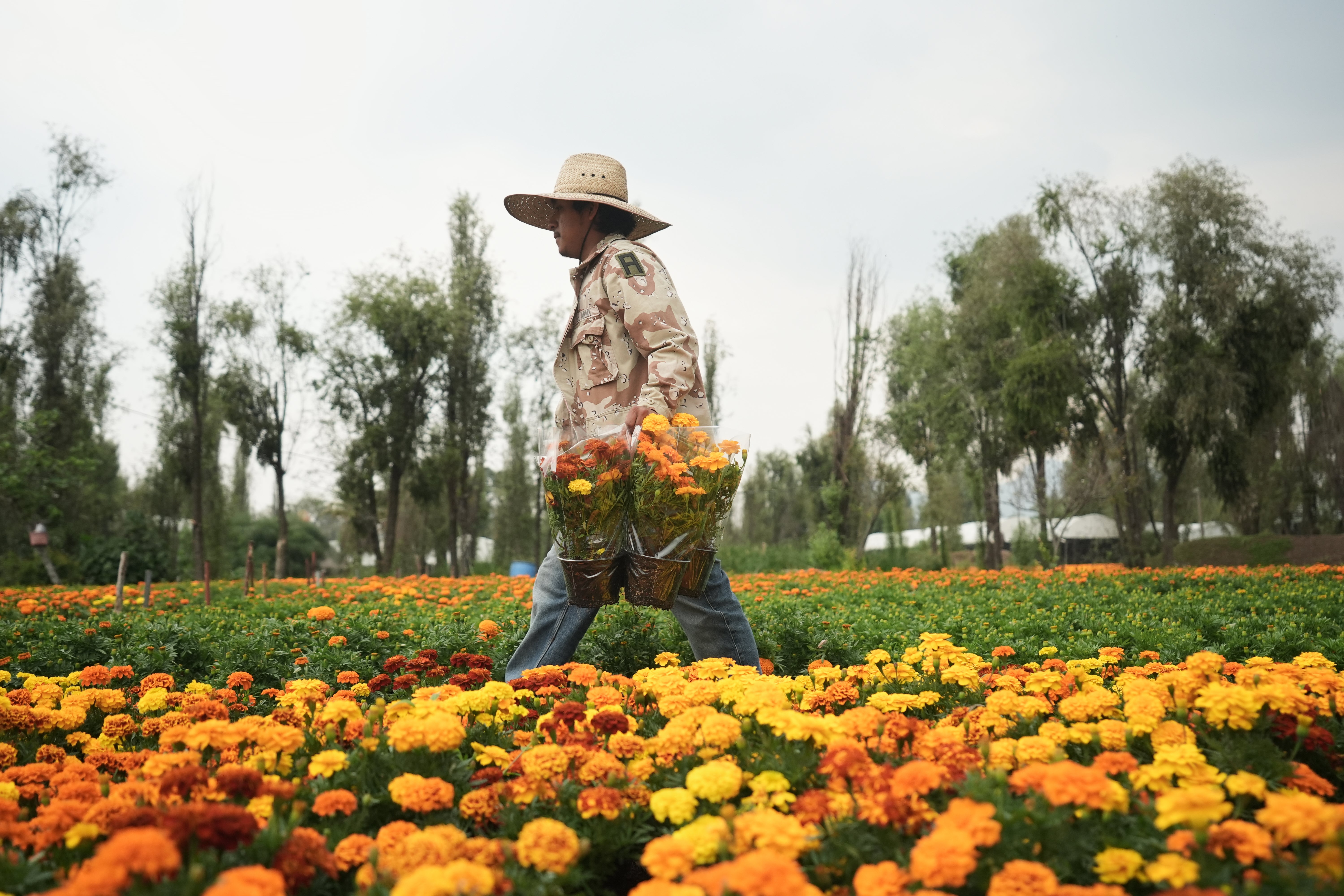 La flor de cempasúchil cubre México en Día de Muertos, pero el cambio climático la pone en riesgo