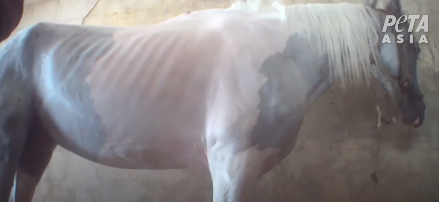 PETA dice que sus investigaciones encontraron animales desnutridos