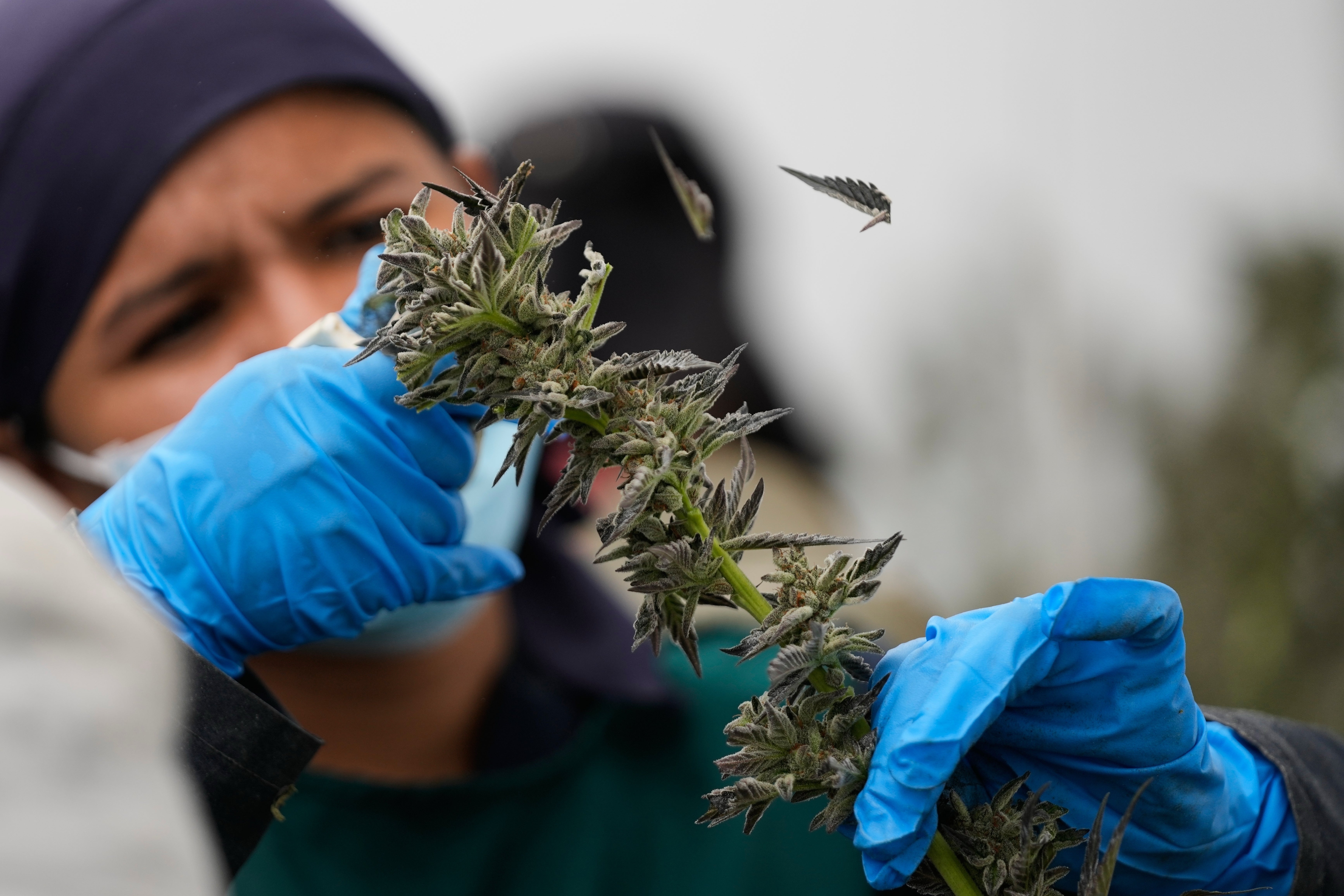 Colombia se alista para vender la flor de cannabis en las farmacias