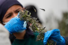 Colombia se alista para vender la flor de cannabis en las farmacias