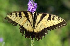 Cómo crear un hábitat seguro para orugas y otros insectos beneficiosos en tu jardín