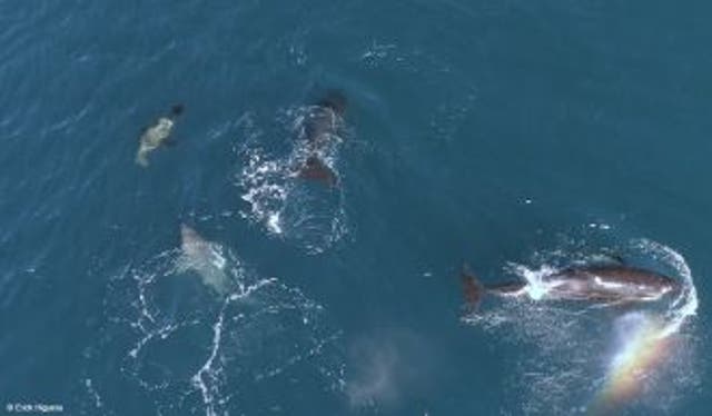 <p>Captan a orcas atacando crías de tiburón blanco</p>