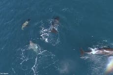 Orcas atacan con brutalidad a tiburones jóvenes durante ritual de alimentación