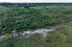 Interpol anuncia nueva lucha global contra la deforestación