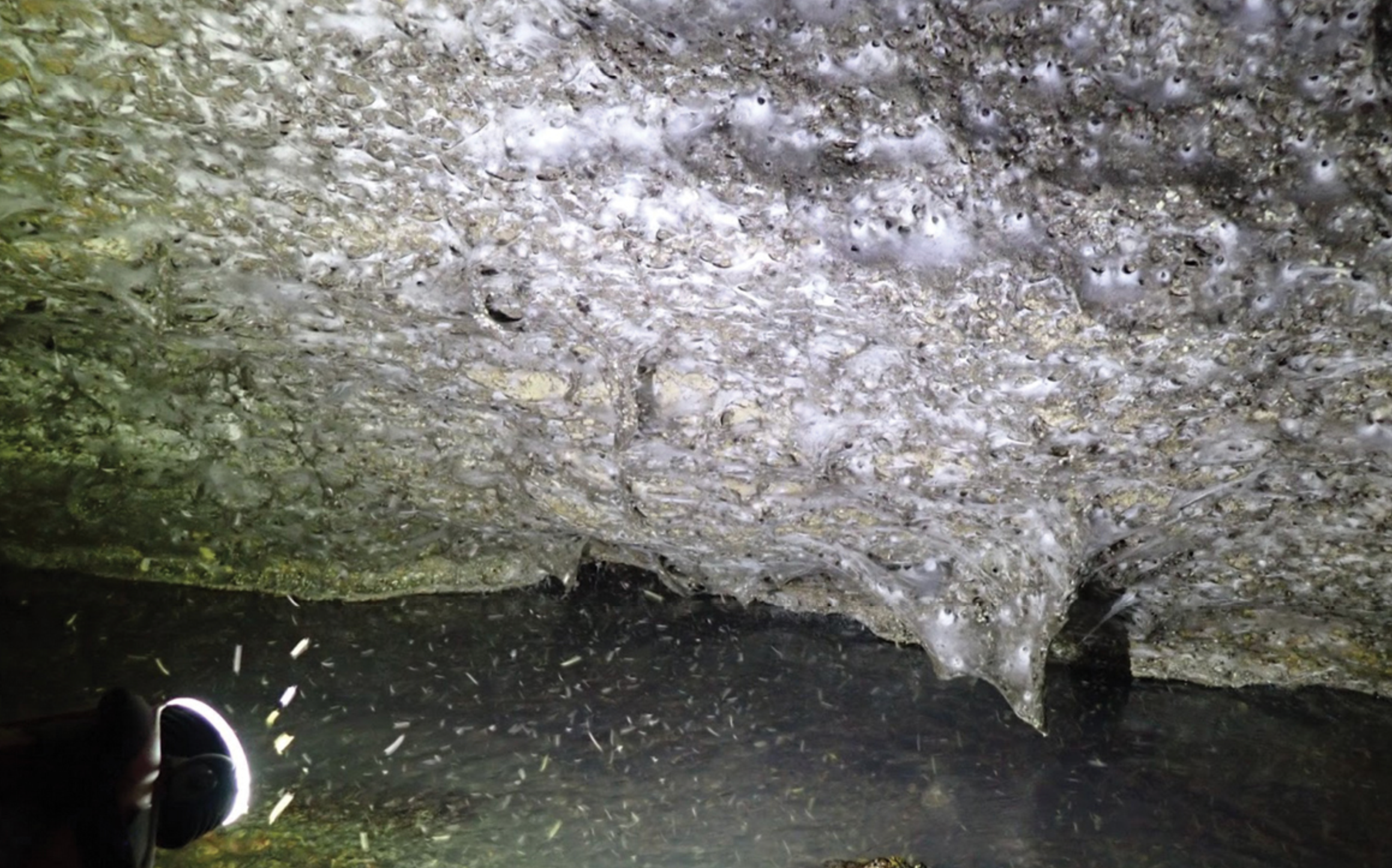 Arañas de la Cueva de Azufre
