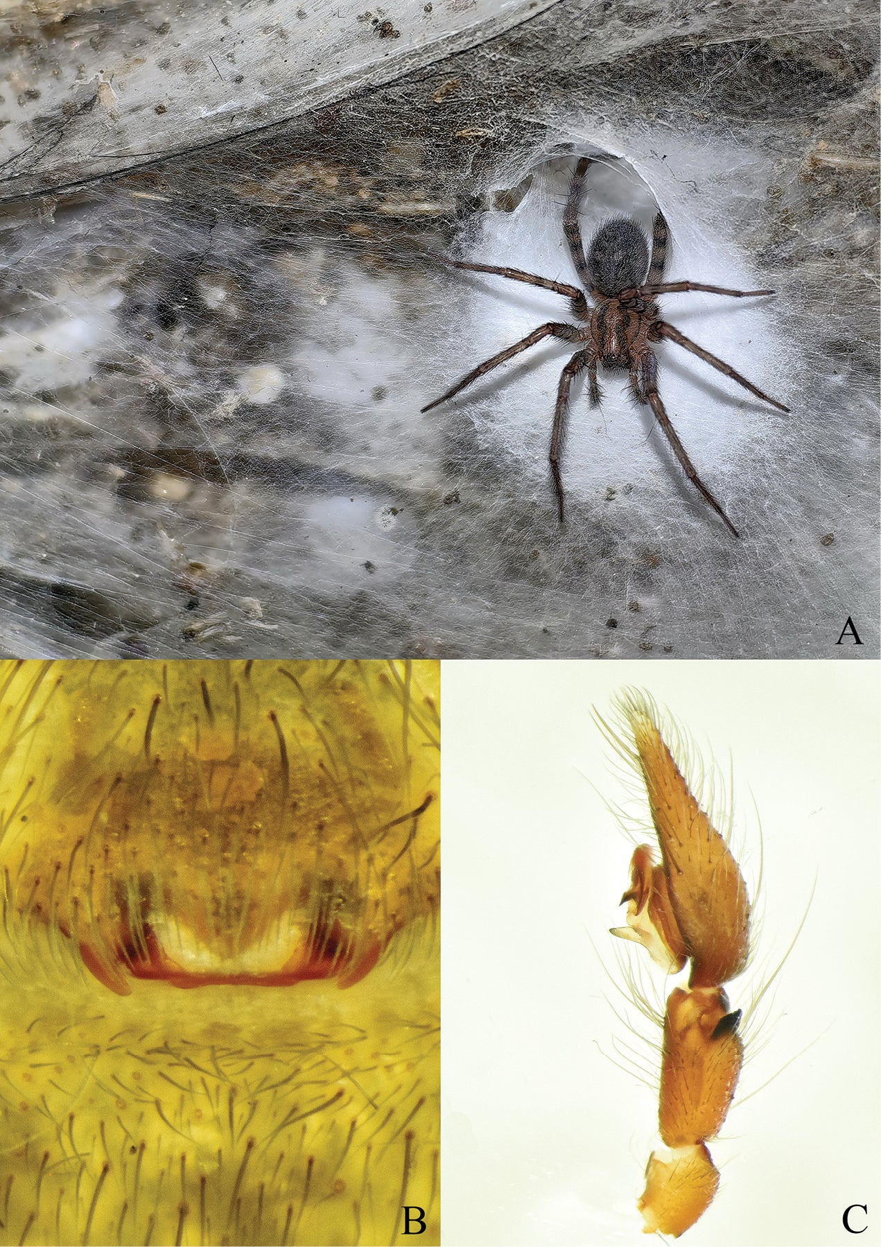 Una hembra de Tegenaria domestica en la cueva de azufre