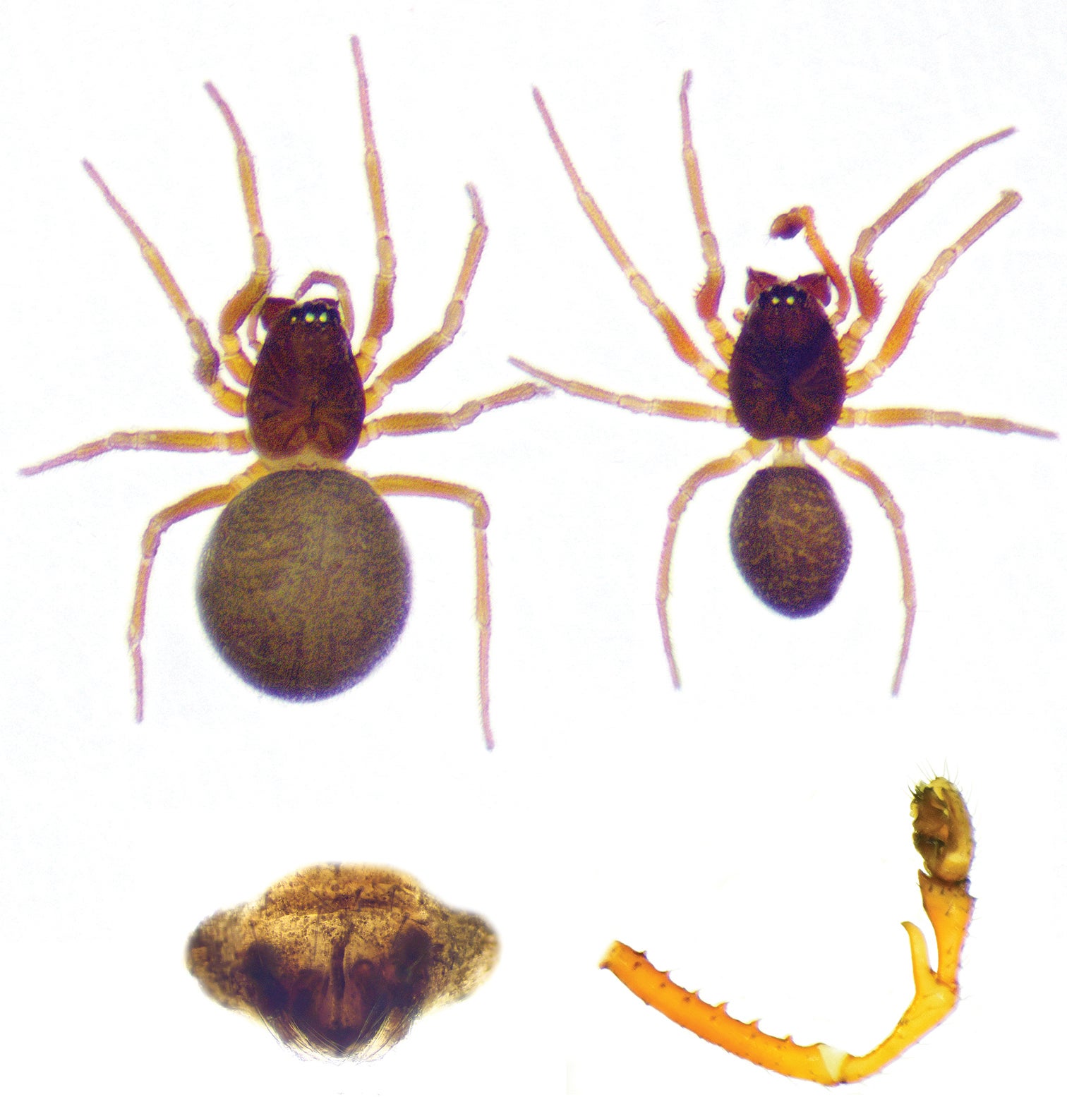 Ejemplares de Prinerigone vagans encontrados en la Cueva de Azufre