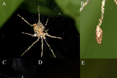 Arañas tejen versiones más grandes de sí mismas para engañar a sus depredadores