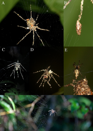 Se observó un señuelo en forma de araña de Cyclosa sp en Filipinas con la araña descansando dentro de la estructura del señuelo