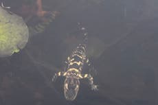 Pequeño caimán rescatado en Boston tras causar revuelo en redes sociales