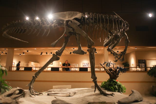 <p>El Museo de Dinosaurios de Badlands, en Dakota del Norte, EE. UU., cuenta con 11 esqueletos de dinosaurios a escala real</p>