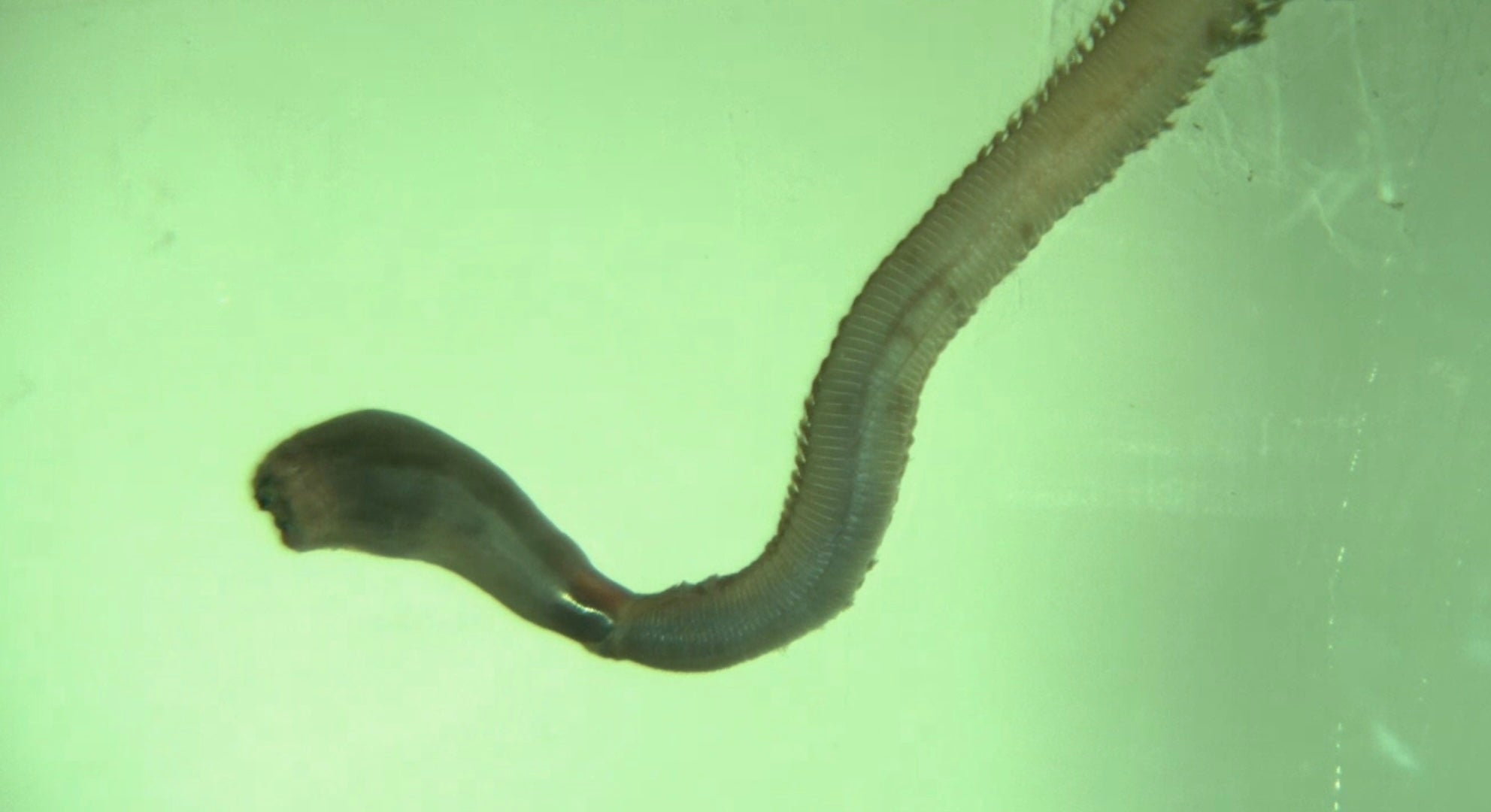 Un gusano de sangre evertebra su larga boca flexible conocida como probóscide