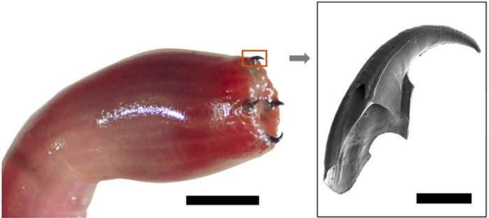 Una imagen muestra la probóscide de la Glycera dibranchiata vuelta del revés, a la izquierda, con sus colmillos de cobre junto a una imagen de microscopio electrónico, a la derecha, de una mandíbula