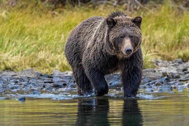 <p>Un enorme oso gris atacó a estudiantes de Canadá mientras paseaban por el bosque con sus profesores</p>
