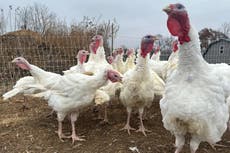 Las tiendas mantienen bajos precios del pavo en un año difícil. Otras comidas festivas podrían subir