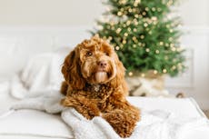 ¿Qué tanto nos parecemos a nuestras mascotas?