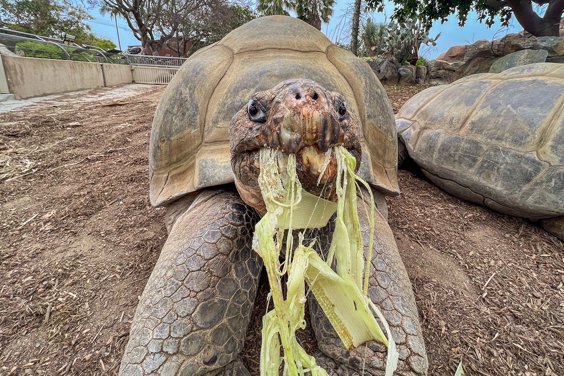 ZOOLÓGICO DE SAN DIEGO-TORTUGA DE LAS GALÁPAGOS