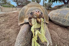 Gramma, la tortuga de las Galápagos más longeva del zoológico de San Diego, muere a los 141 años