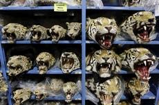 Empeora el tráfico mundial de tigres; se incautan 9 grandes felinos por mes