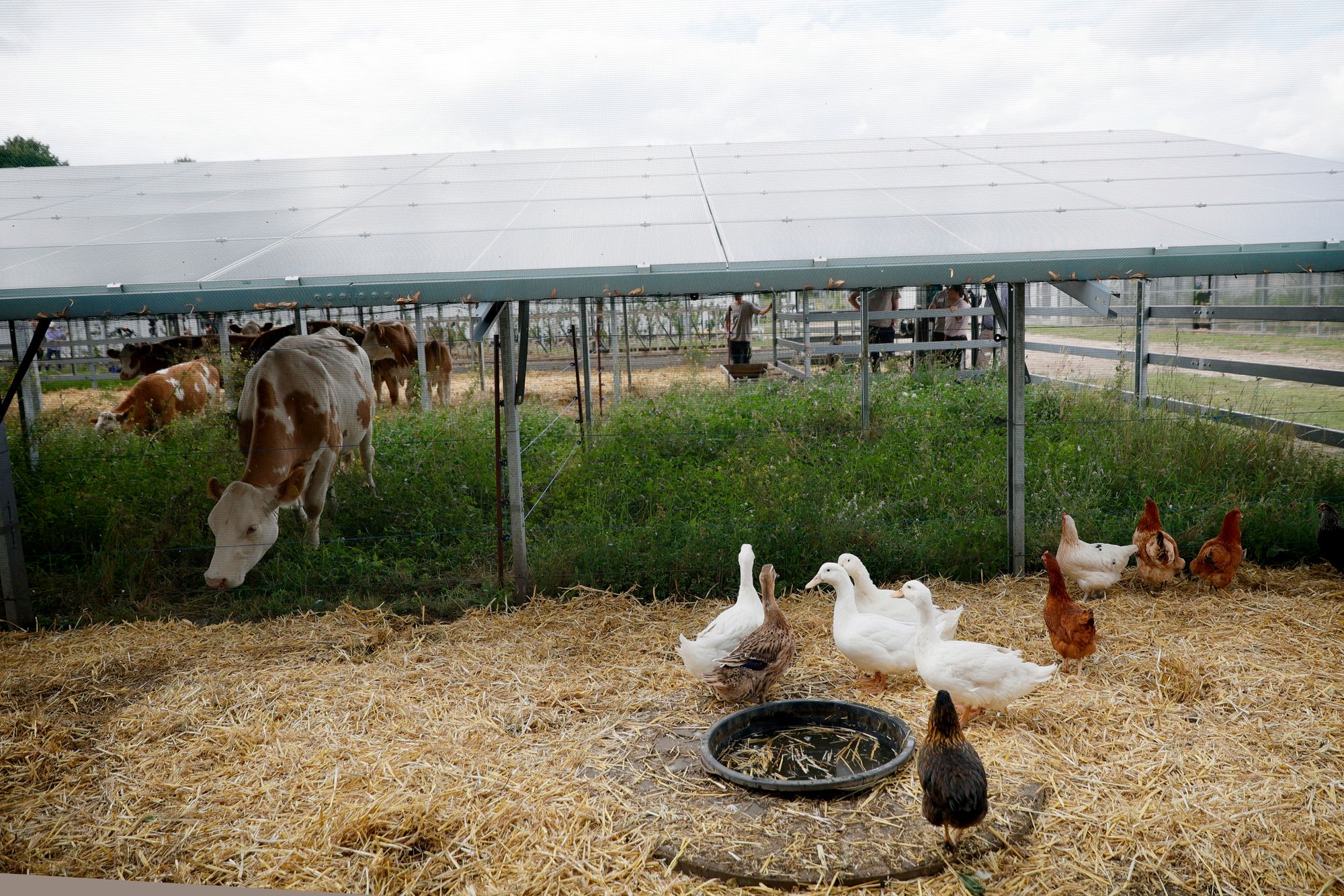 Gallinas y ganado en una granja