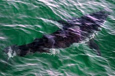 Recuperan el cuerpo de una triatleta que murió mutilada por un tiburón en California