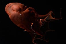 ADN del “calamar vampiro del infierno” arroja luz sobre la evolución del pulpo