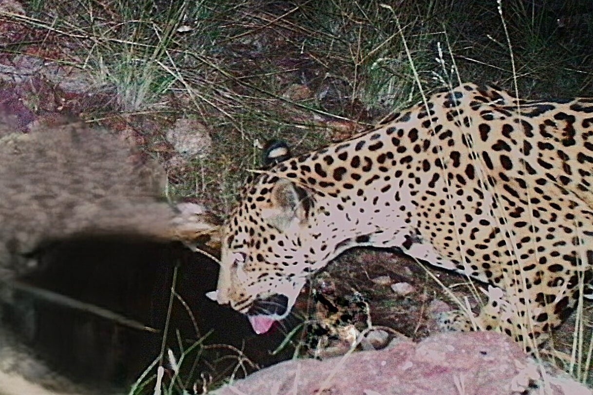 Jaguar Spotted Arizona